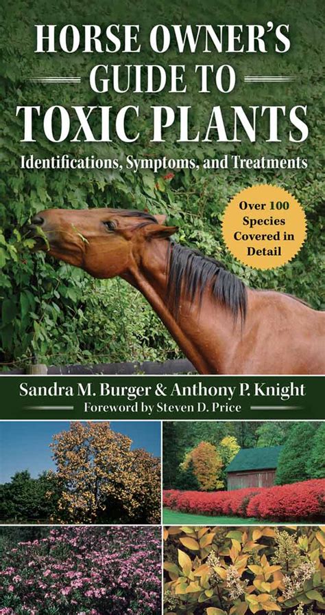 camphor spray kruidvat|4 Toxic Plants Every Horse Owner Must Know About and How to .